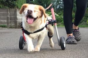 車椅子が必要な犬のお散歩